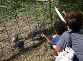Farm animals