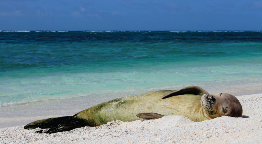 hawaiian-monk-seal-minnesota-zoo