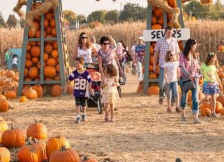 10 Best Fall Events in the Midwest A family picks out pumpkins at Sever's Fall Festival