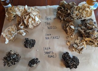 Forest Finds: Foraging in Late Summer Check out hen of the woods foraging anecdotes and tips from the blog “So I Gather.”