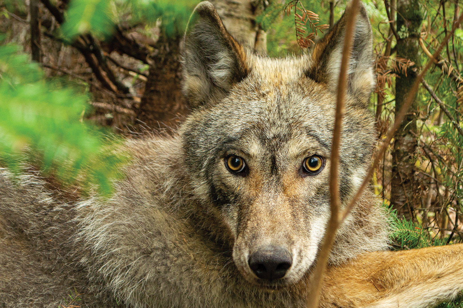 Voyageurs Wolf Project
