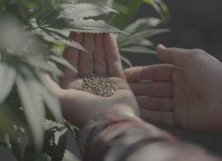 local hemp at Minny Grown