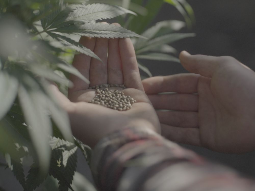 local hemp at Minny Grown