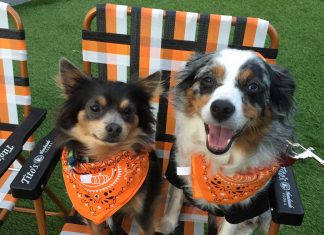 Two Dogs in a Chair - Tito's Vodka