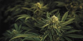 Recreational Cannabis Now Legal in Minnesota