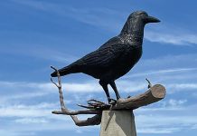Where in MN Is This Giant Crow?