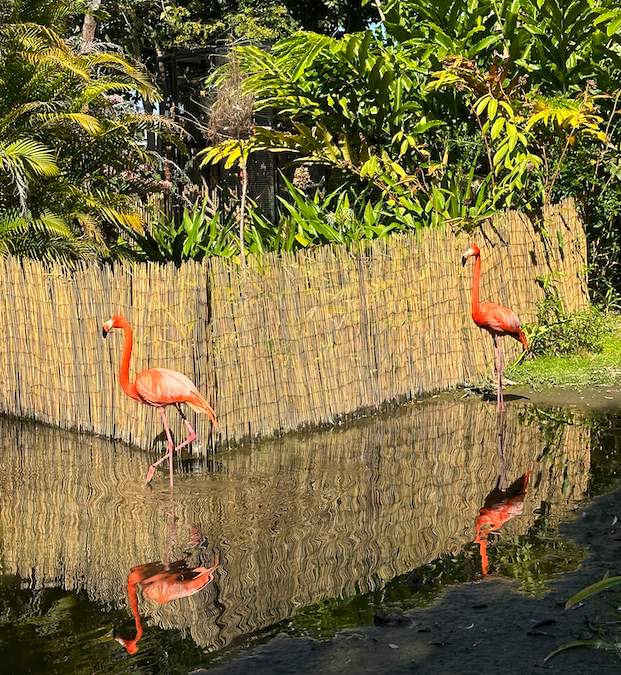 The flamingo exhibit at the Wonder Gardens in Bonita Springs