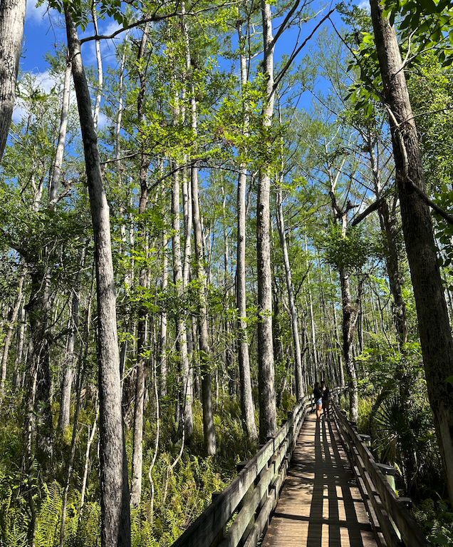 Exploring the Six Mile Cypress Slough