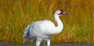 International Crane Foundation A Whooping Crane at the Crane Discovery Center