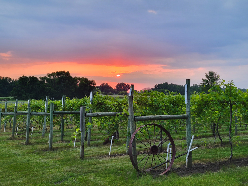 Crow River Winery Vineyards
