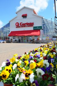 Pansies at the Gertens shop in Inver Grove Heights