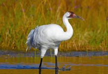 See All 15 Species of the World’s Cranes—Without Leaving the Midwest International Crane Foundation
