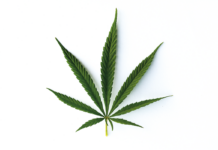 Minnesota’s THC Future