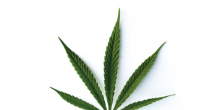 Minnesota’s THC Future