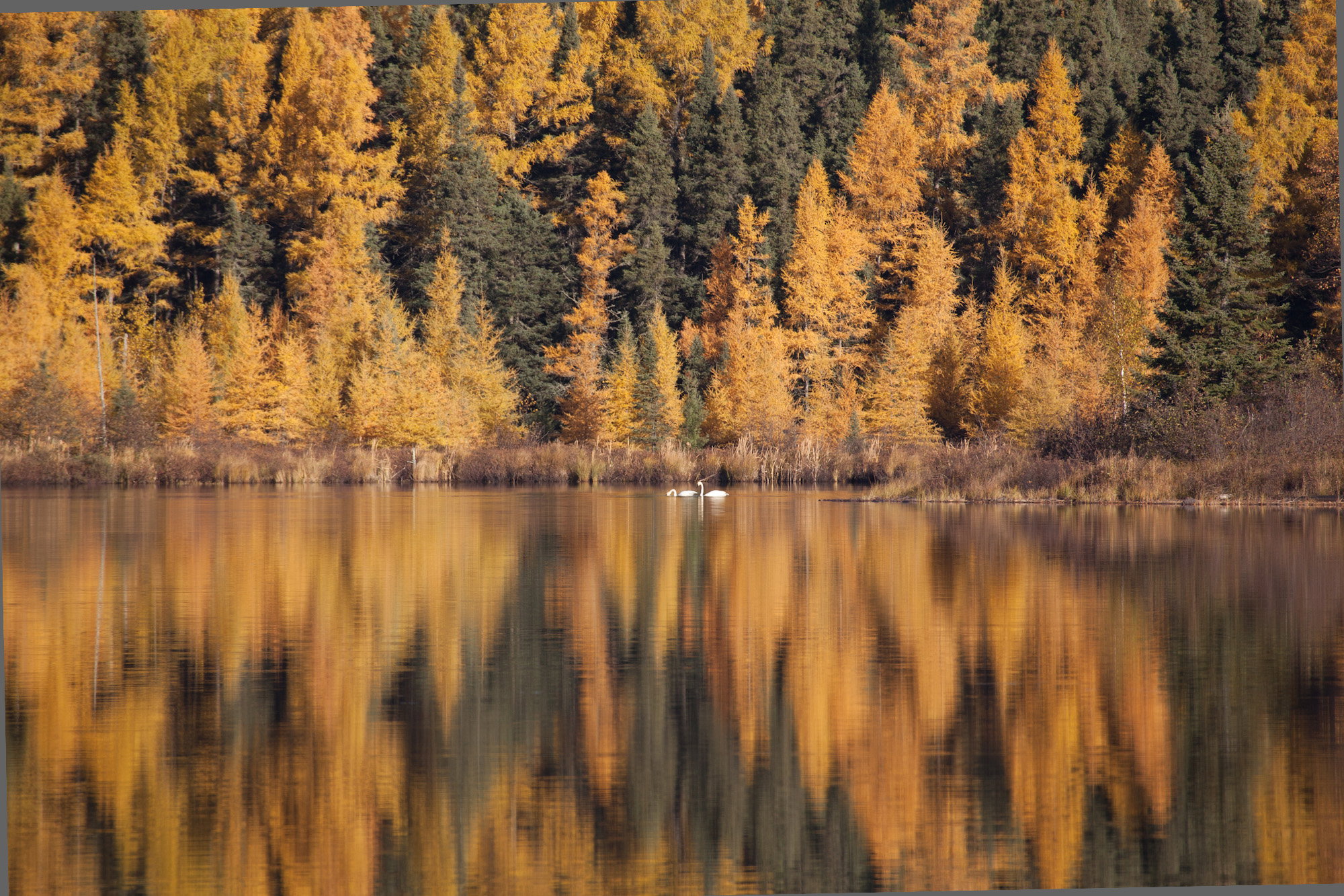 Boundary Waters, swans in fall