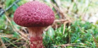 Mushroom Mania